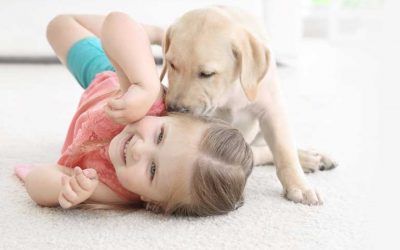 Our Top Tips For Pet-friendly Flooring