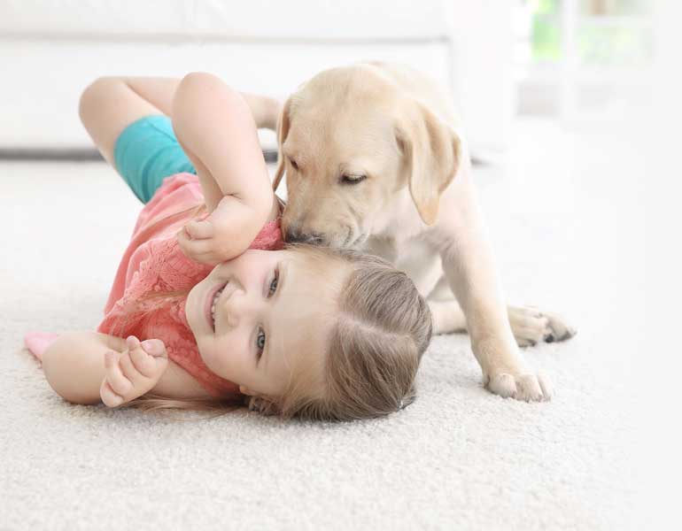 Labrador puppy playing with a small girl on a white carpet.