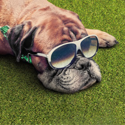 Boxer dog lying on artificial grass, wearing sunglasses and a green collar