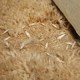 Carpet moth larvae shells on a beige carpet