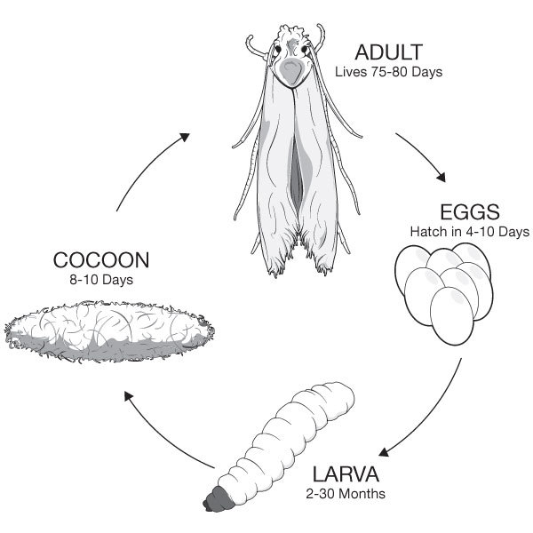 Lifecycle of a carpet moth, illustrated in black and white showing the adult, eggs, larva and cocoon.