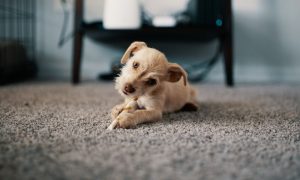 A cute puppy lying on a beige wool carpet in a living room